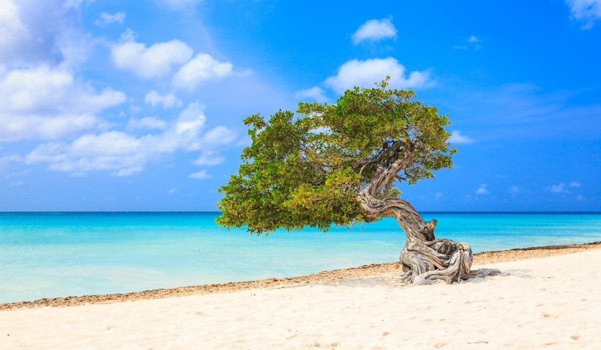 Caribbean